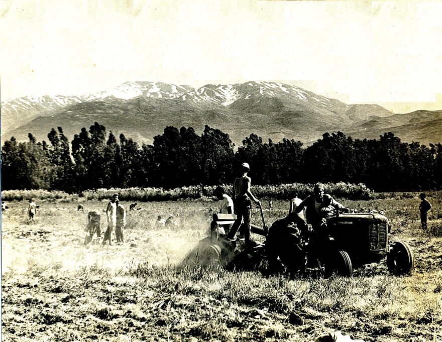 Potato harvest, Neot Mordechai, Israel – Mobilization of manpower to harvest potatoes 1959 -1960