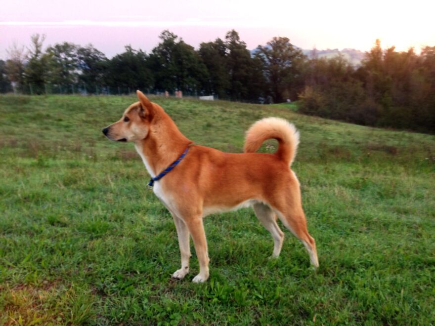 The Canaan Dog is Israel's national dog