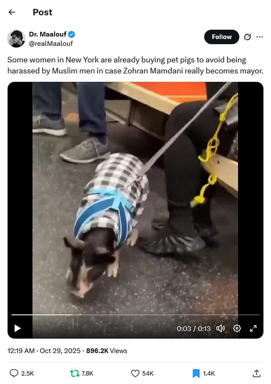 Dr. Maalouf-tweet-28October2025-Women are preparing for Zohran Mamdani with Pigs