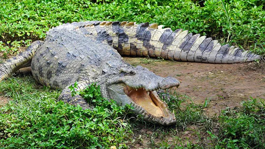 Nile Crocodile